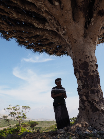 Socotra-arbol