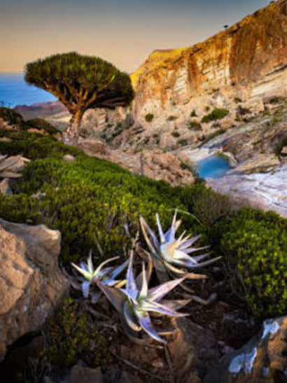 Socotra-flora