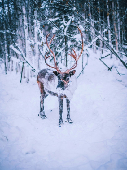 alaska fauna alce