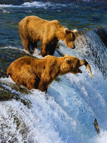 alaska fauna osos