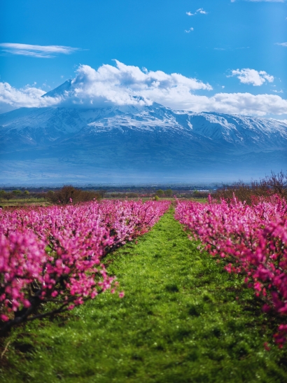 ararat monte arboles naturaleza
