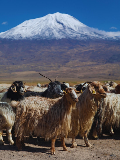 ararat monte fauna cabras