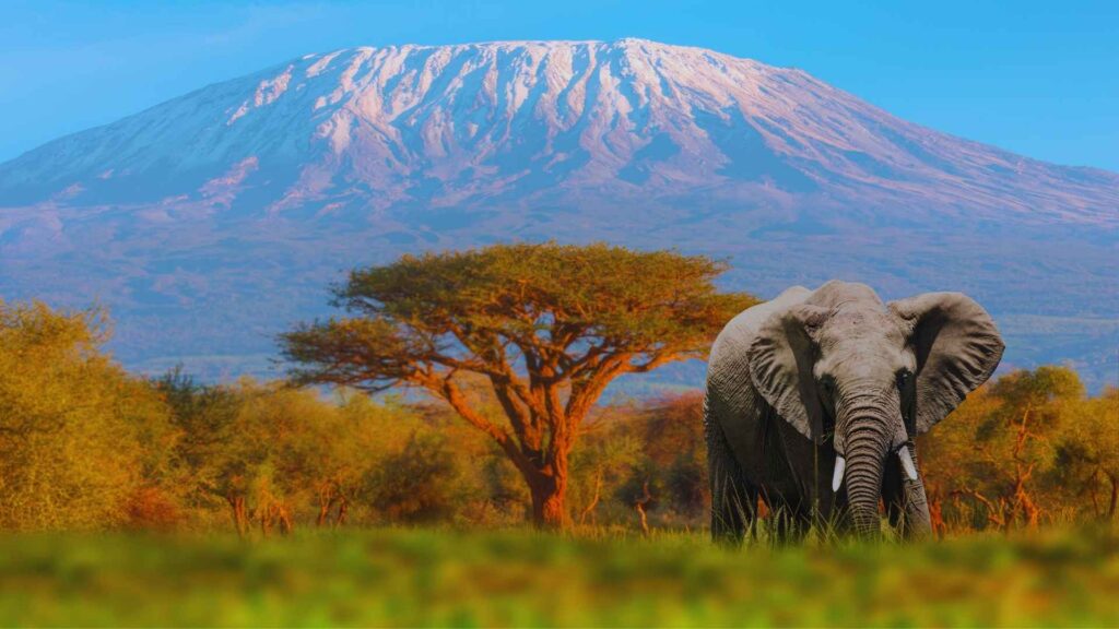 kilimanjaro portada