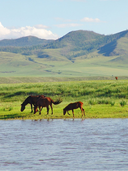 mongolia caballos