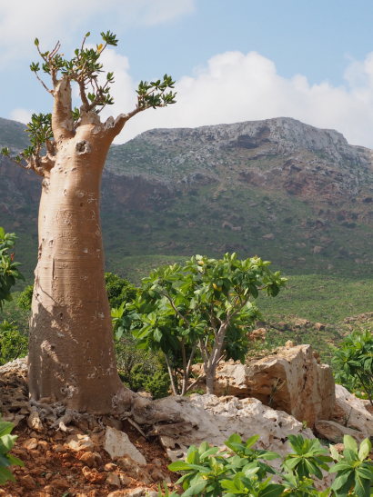 socotra-arbol2